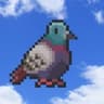 PIGEON